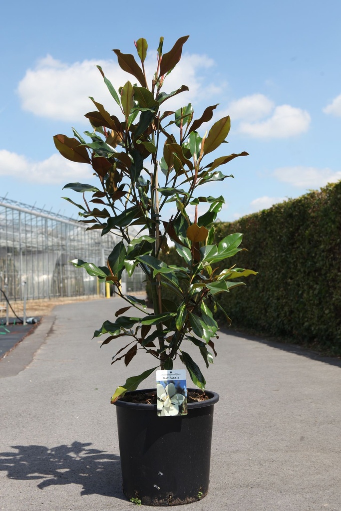 Magnolia grandiflora 'Kay Parris' cont. 25L 125/+ cm +p