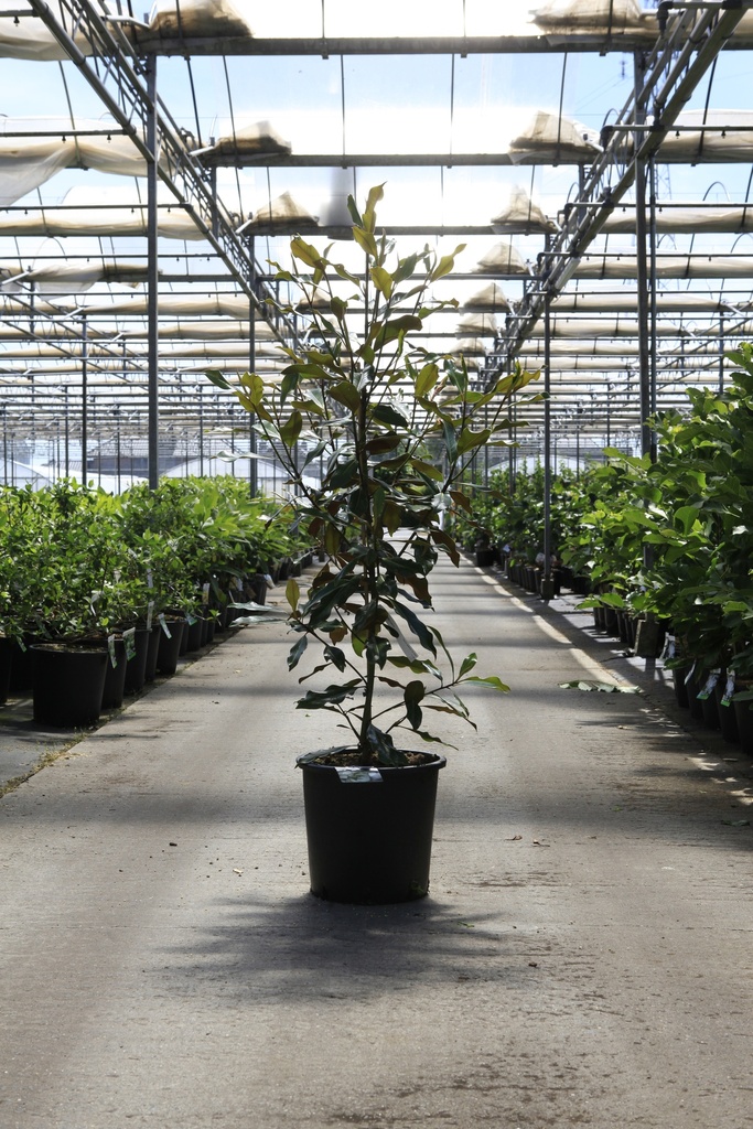Magnolia grandiflora 'Kay Parris' cont. 25L 150-175 cm +f
