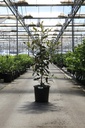 Magnolia grandiflora 'Kay Parris' cont. 25L 150-175 cm +f