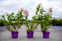 Hydrangea paniculata First Editions® SPRING SIZZLE (PBR) cont. 3,6L déco 40-50 cm +p