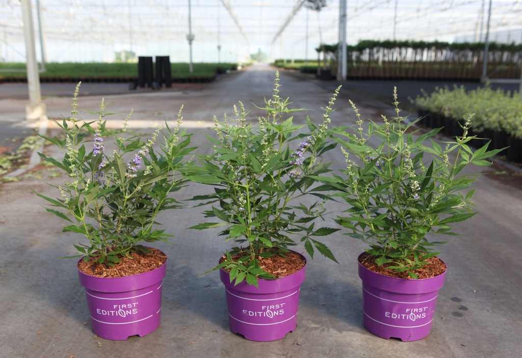 [P] Vitex agnus-castus First Editions® VIOLET MAGNET® (PBR) cont. 3,6L deco 30-40 cm +B