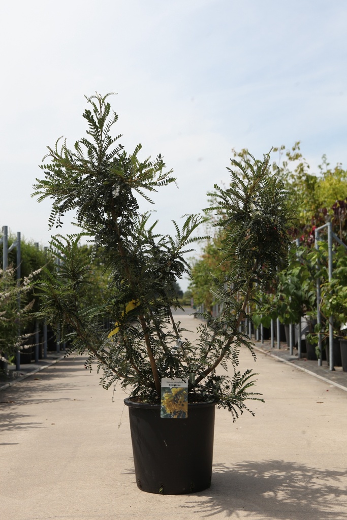 [P] Sophora microphylla 'Sun King' cont. 25L 100-125 cm +ф