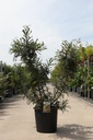 Sophora microphylla 'Sun King' Kont. 25L 100-125 cm +B