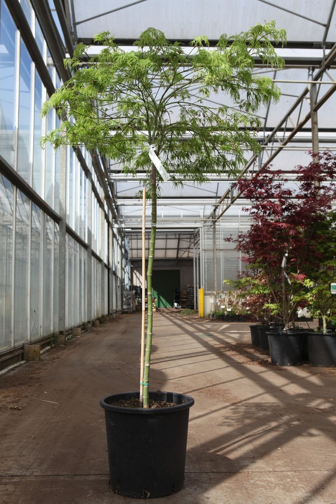 [P] Acer palmatum 'Dissectum Viridis' cont. 25L 100 cm standard