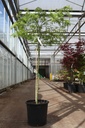 Acer palmatum 'Dissectum Viridis' cont. 25L 100 cm stam
