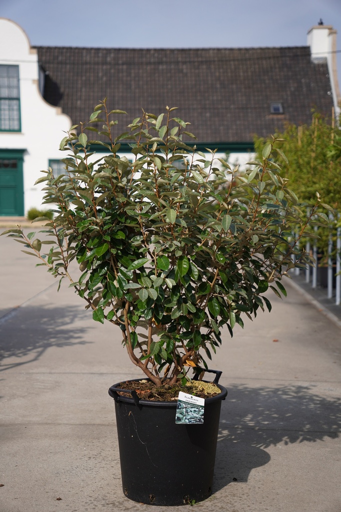 Elaeagnus ebbingei 'Compacta' cont. 35L 100-125 cm