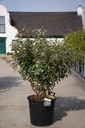 Elaeagnus ebbingei 'Compacta' cont. 35L 100-125 cm