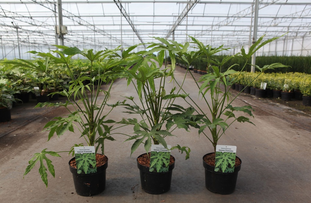 Fatsia polycarpa 'Green Fingers' cont. 3,6L 30/+ cm +p