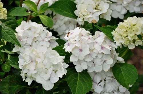Hydrangea macrophylla 'Mme Emile Mouillère' cont. 25L 60-70 cm +ф