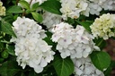 Hydrangea macrophylla 'Mme Emile Mouillère' cont. 25L 60-70 cm +ф