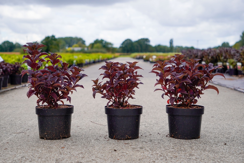 [P] Hydrangea serrata CHOCO BLACK VELVET (PBR) cont. 3,6L 30-40 cm +ф