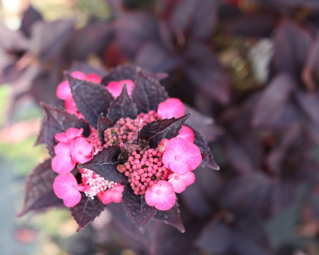 Hydrangea serrata CHOCO BLACK VELVET (PBR) cont. 3,6L 30-40 cm +f