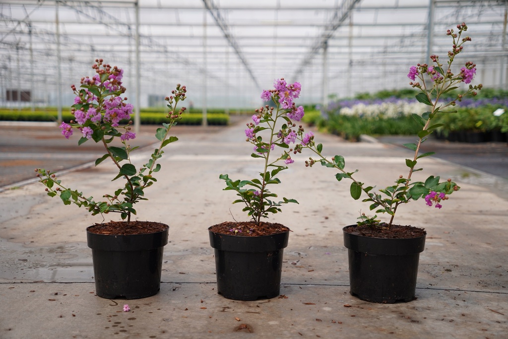 [P] Lagerstroemia indica VIOLET D'ÉTÉ (PBR) cont. 3L 30/+ cm +ф