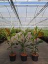 Magnolia grandiflora 'Galissonnière' cont. 3,6L 40-50 cm +p