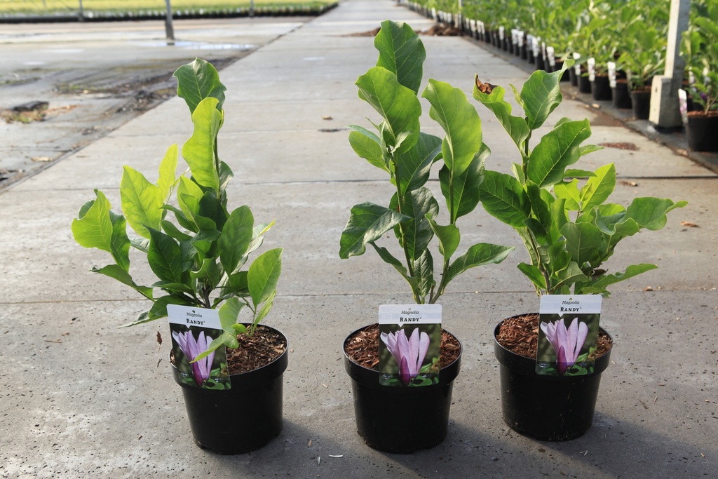 [P] Magnolia 'Randy' cont. 3,6L 40-50 cm +p