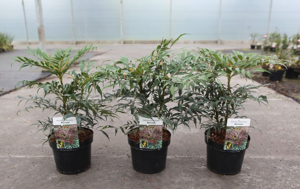 Mahonia eurybracteata METEOR (PBR) cont. 3,6L 25-30 cm +B