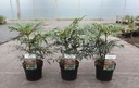 Mahonia eurybracteata METEOR (PBR) cont. 3,6L 25-30 cm +p