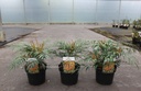 Mahonia VOLCANO (PBR) cont. 3,6L 25-30 cm +ф