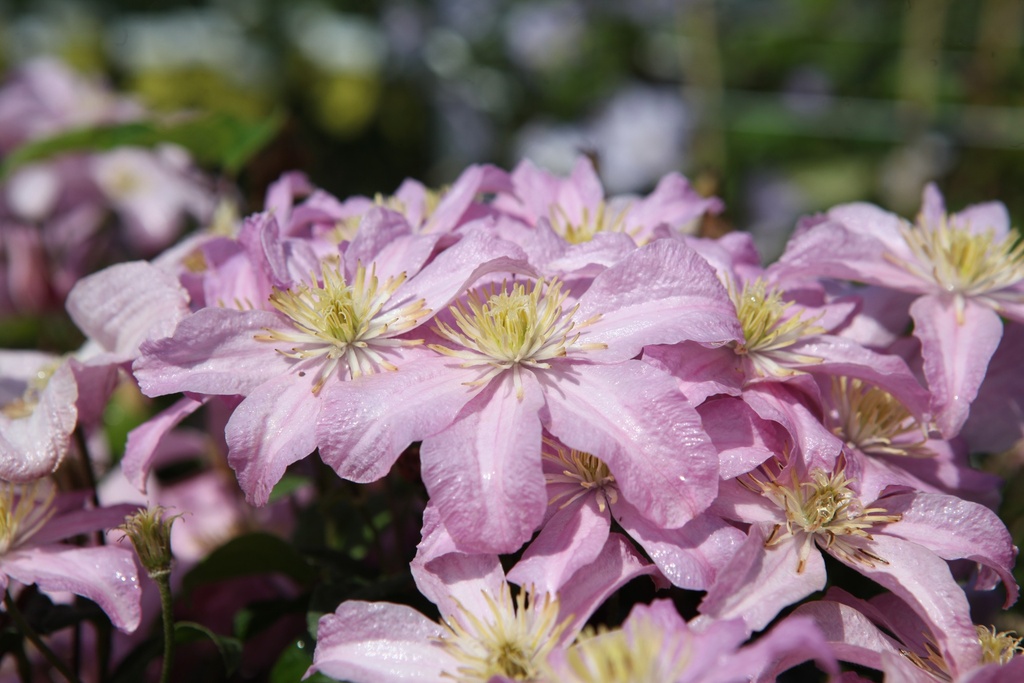 [P] Clematis 'Comtesse de Bouchaud' cont. 3L haut 80-100 cm +p
