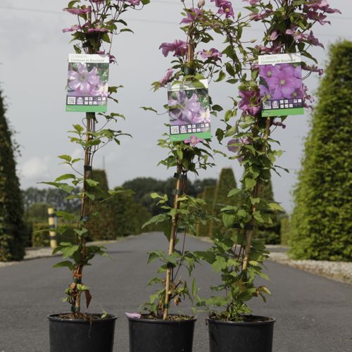 [P] Clematis 'Comtesse de Bouchaud' cont. 3L high 80-100 cm +ф