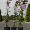 Clematis 'Comtesse de Bouchaud' cont. 3L high 80-100 cm +ф