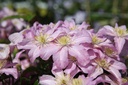Clematis 'Comtesse de Bouchaud' cont. 3L high 80-100 cm +ф