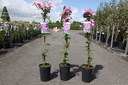 Clematis 'Comtesse de Bouchaud' cont. 3L hoog 80-100 cm +f