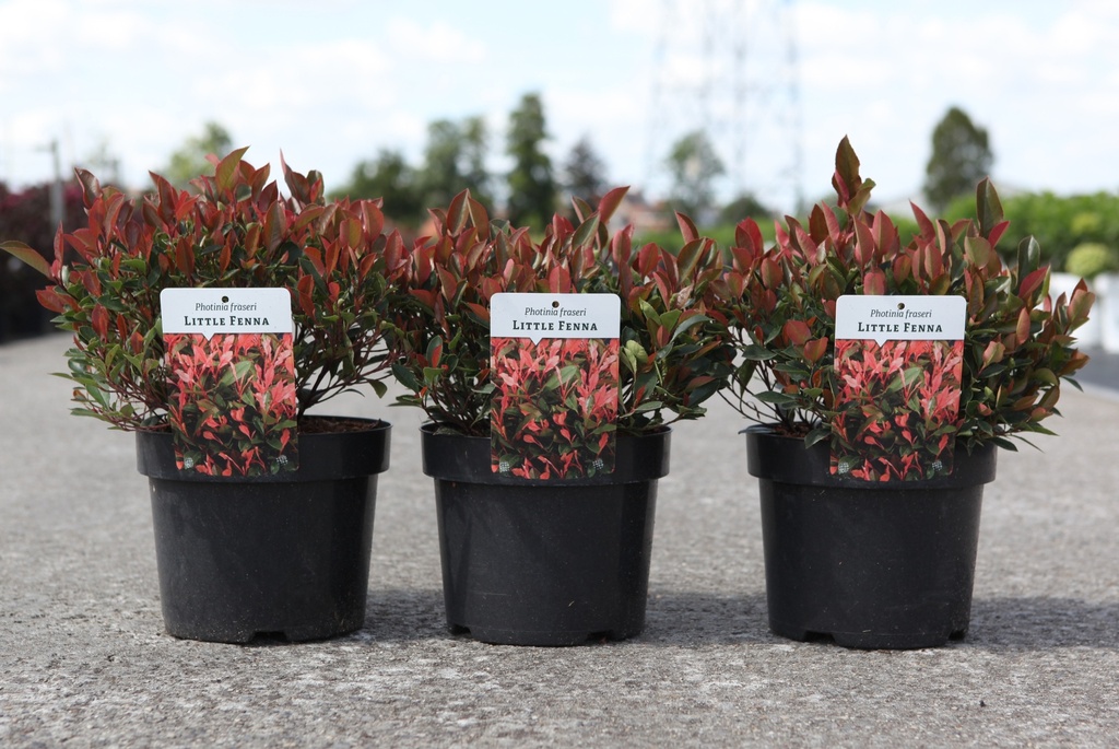 [P] Photinia fraseri 'Little Fenna' (PBR) cont. 3,6L 25-30 cm +ф