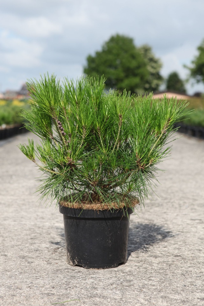 [P] Pinus densiflora 'Alice Verkade' cont. 5L 30/+ cm
