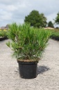 Pinus densiflora 'Alice Verkade' cont. 5L 30/+ cm