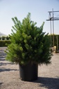 Pinus sylvestris 'DK/Dyrehave' cont. 18L 60-80 cm