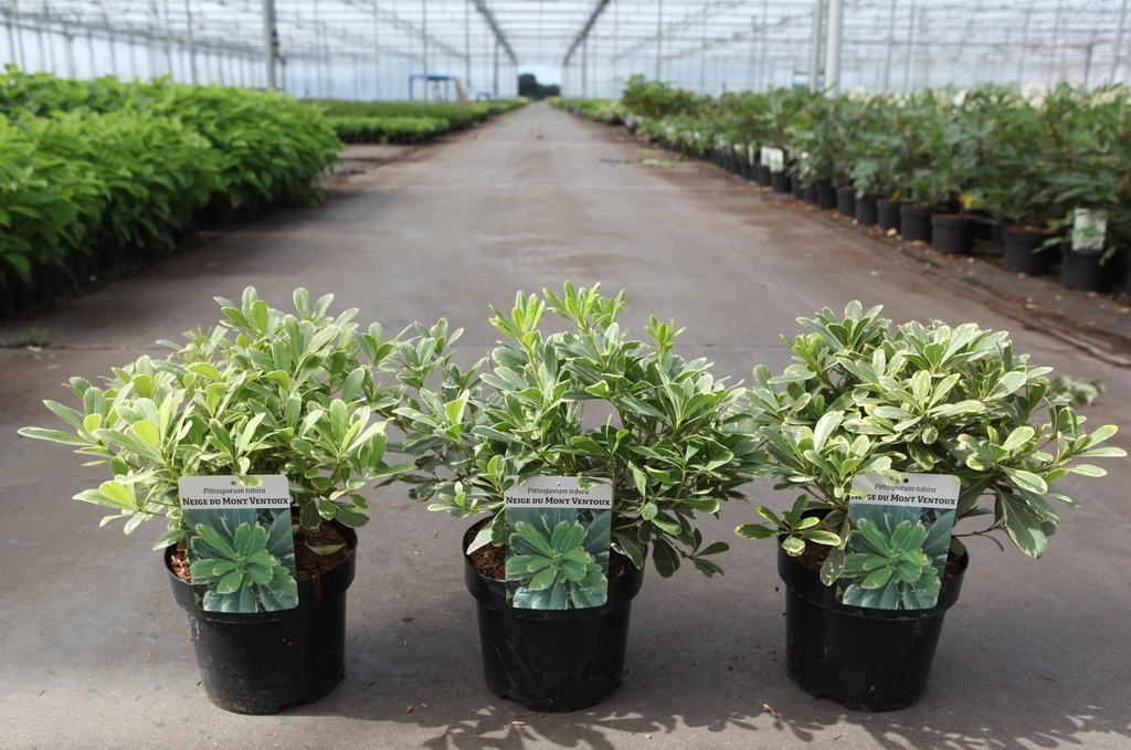 Pittosporum tobira 'Neige du Mont Ventoux' cont. 3L 25/+ cm +f