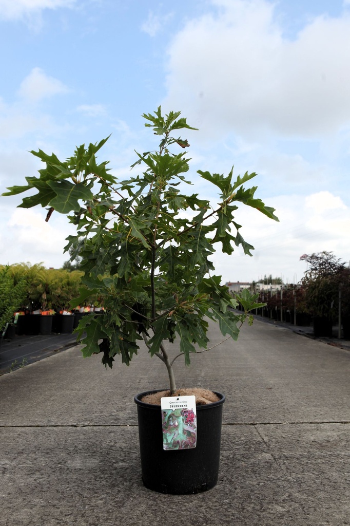 [P] Quercus coccinea 'Splendens' cont. 12L 80-100 cm +ф