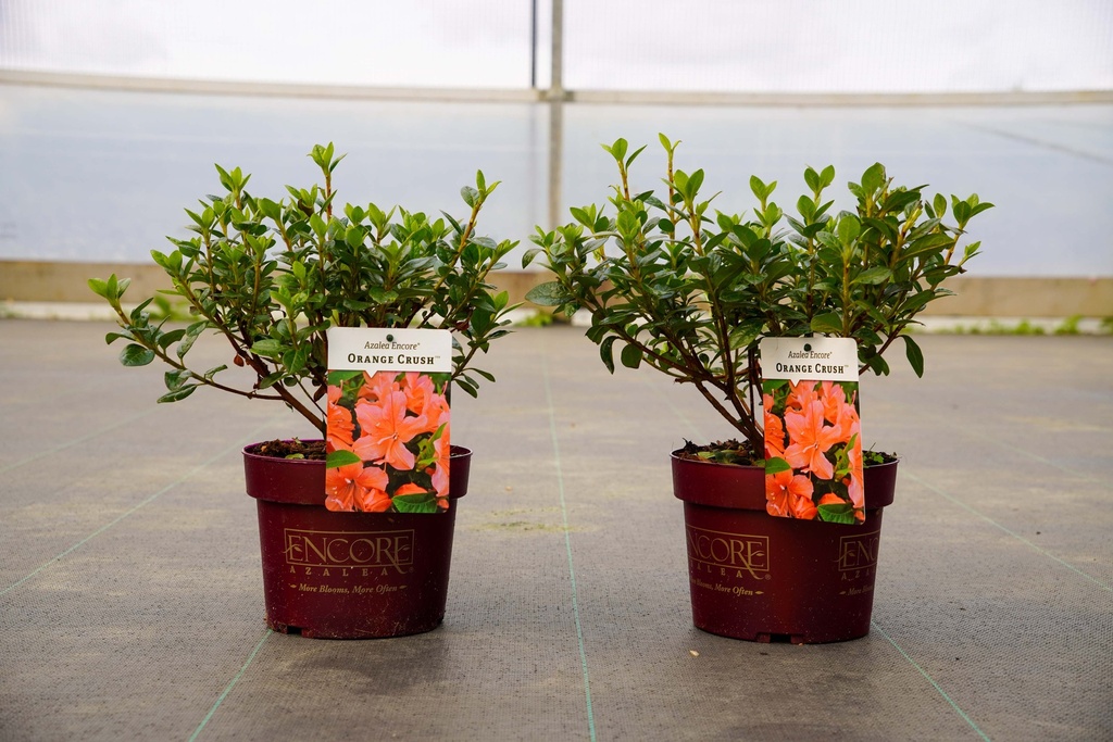 [P] Rhododendron (AJ) Encore® ORANGE CRUSH (PBR) cont. 3L 20/+ cm +p