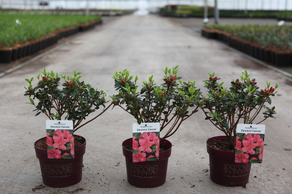 Rhododendron (AJ) Encore® ORANGE CRUSH (PBR) cont. 3L 25-30 cm +f