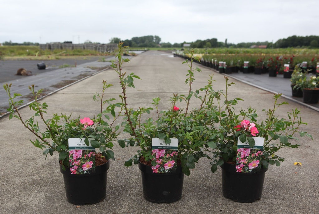 Rosa 'Mel Bee' cont. 3,6L +p