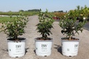 Syringa Proven Winners® BABY KIM (PBR) cont. 3L déco 30-40 cm +p