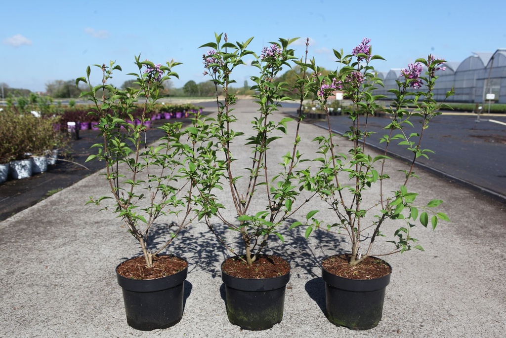 Syringa chinensis 'Saugeana' cont. 3,6L 30-40 cm +ф