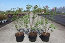 Syringa chinensis 'Saugeana' cont. 3,6L 30-40 cm +B