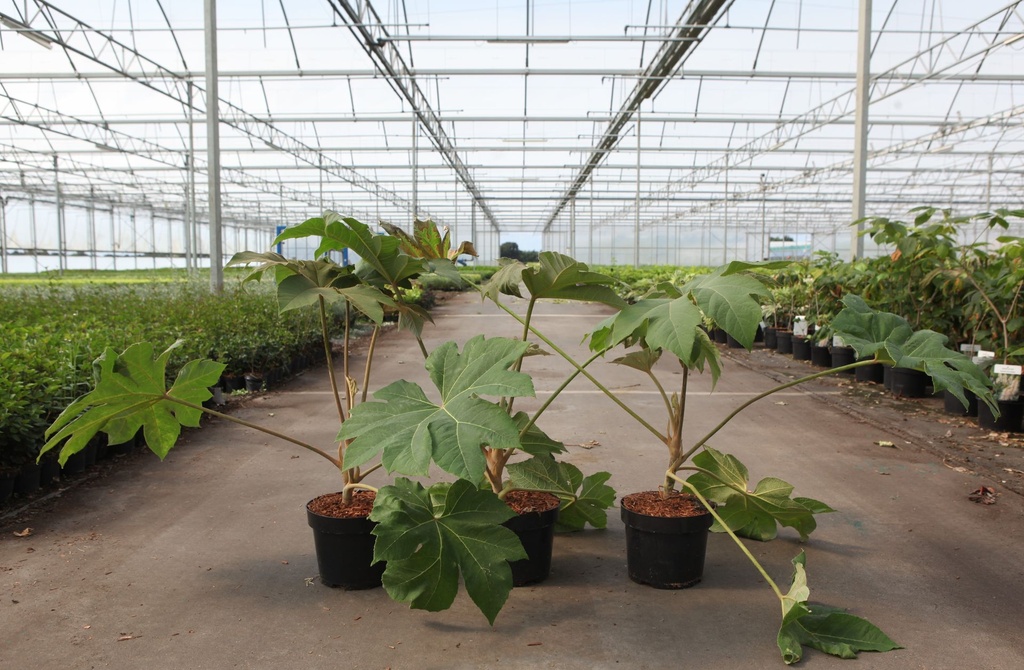 Tetrapanax papyrifera 'Rex' cont. 3,6L +ф