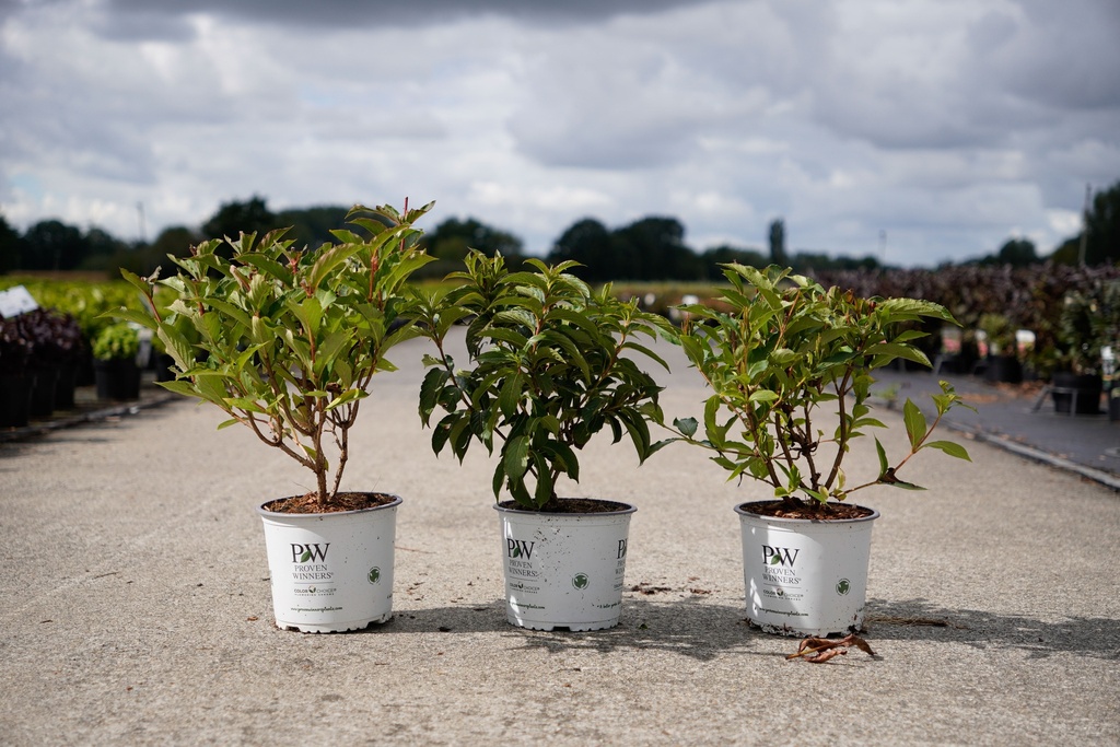 [P] Weigela Proven Winners® COLOURTWIST® TRILOGY (PBR) cont. 3L déco 30-40 cm +p