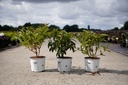 Weigela Proven Winners® COLOURTWIST® TRILOGY (PBR) cont. 3L deco 30-40 cm +p