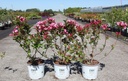 Weigela Proven Winners® COLOURTWIST® TWOPINK (PBR) cont. 3L Proven Winners® 30-40 cm +p