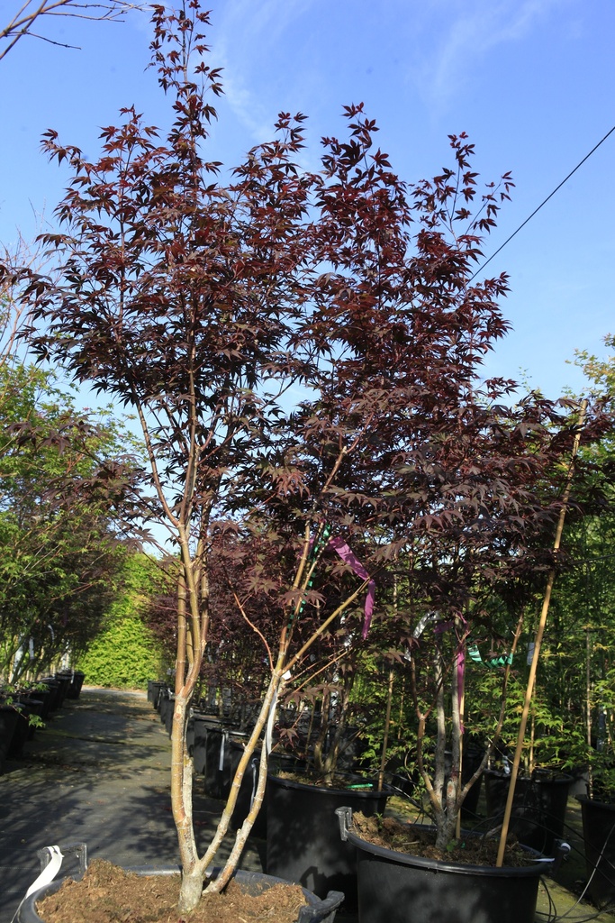 Acer palmatum 'Fireglow' cont. 50L 125-150 cm