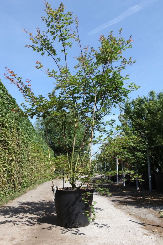 Acer palmatum BROWN SUGAR (PBR) cont. 90L 250-275 cm solitair