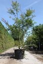 Acer palmatum BROWN SUGAR (PBR) cont. 90L 250-275 cm solitair