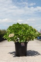 Hydrangea macrophylla 'Ayesha' cont. 25L 60-70 cm +p