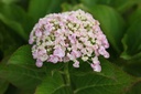 Hydrangea macrophylla 'Ayesha' cont. 25L 60-70 cm +p