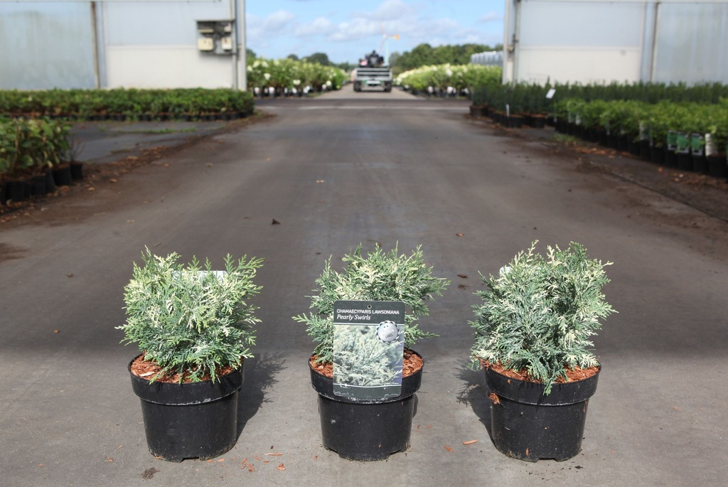 Chamaecyparis lawsoniana 'Pearly Swirls' cont. 2L 20-25 cm +p