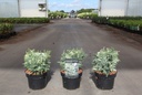 Chamaecyparis lawsoniana 'Pearly Swirls' cont. 2L 20-25 cm +ф